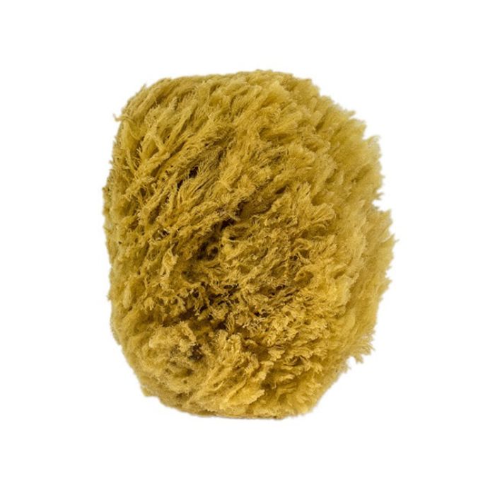 all natural sea sponge front view on white background